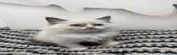 Ragdoll cats for sale: TICA Pedigree Ragdolls Kittens  - Advert 8