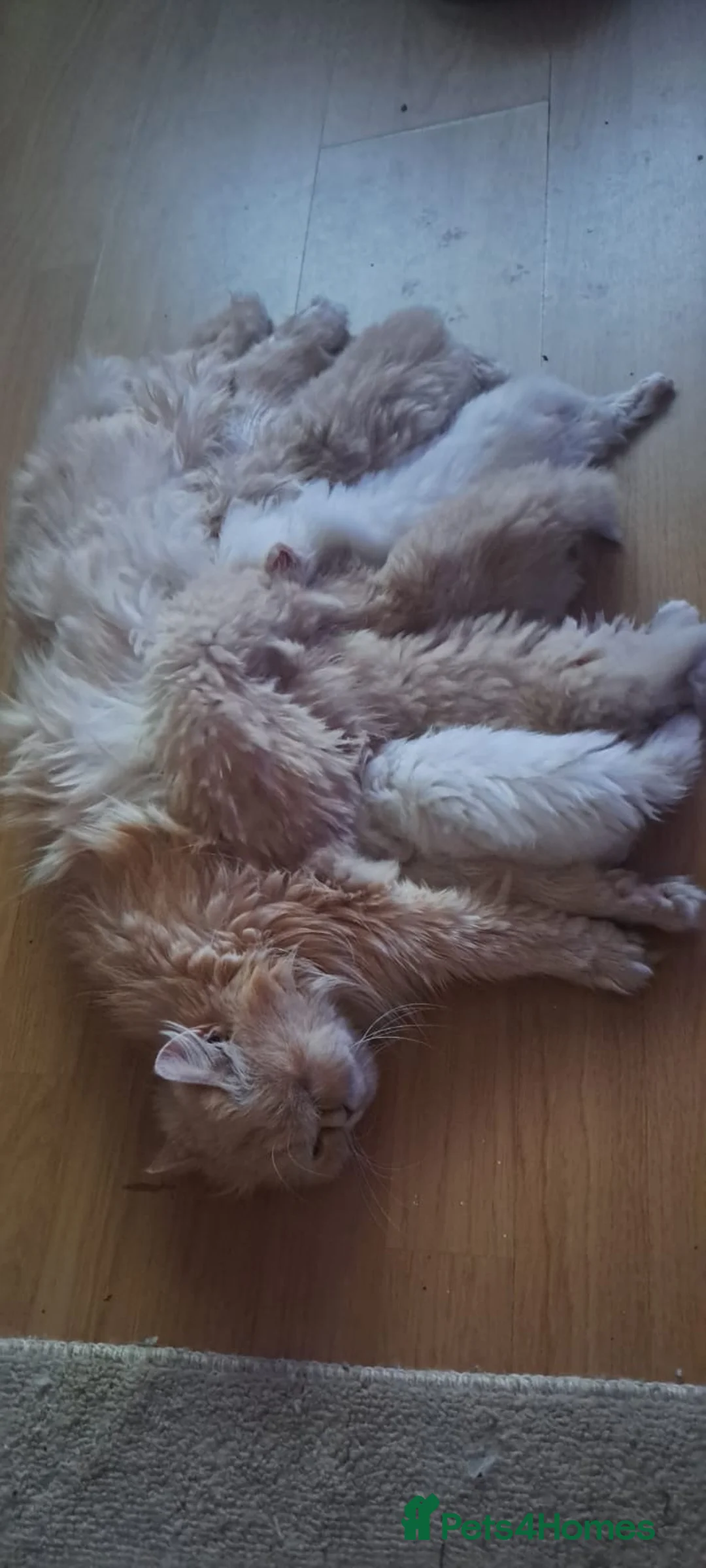 Persian cats for sale: 6 Beautiful Persian Chinchilla Kittens  - Advert 24