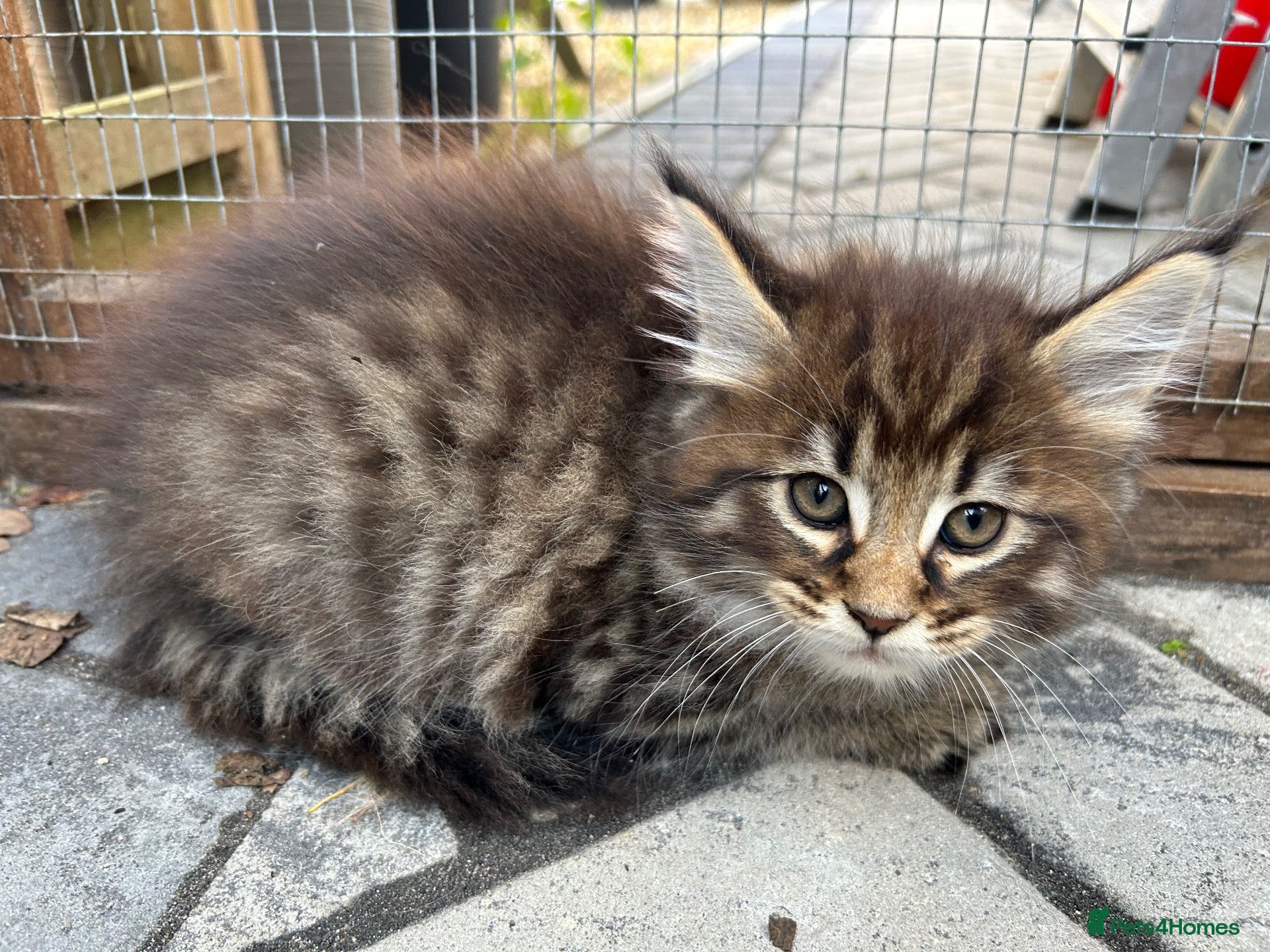 Maine Coon cats 1 XL Male Kitten left: TICA Pedigree Maine Coon - Advert 16
