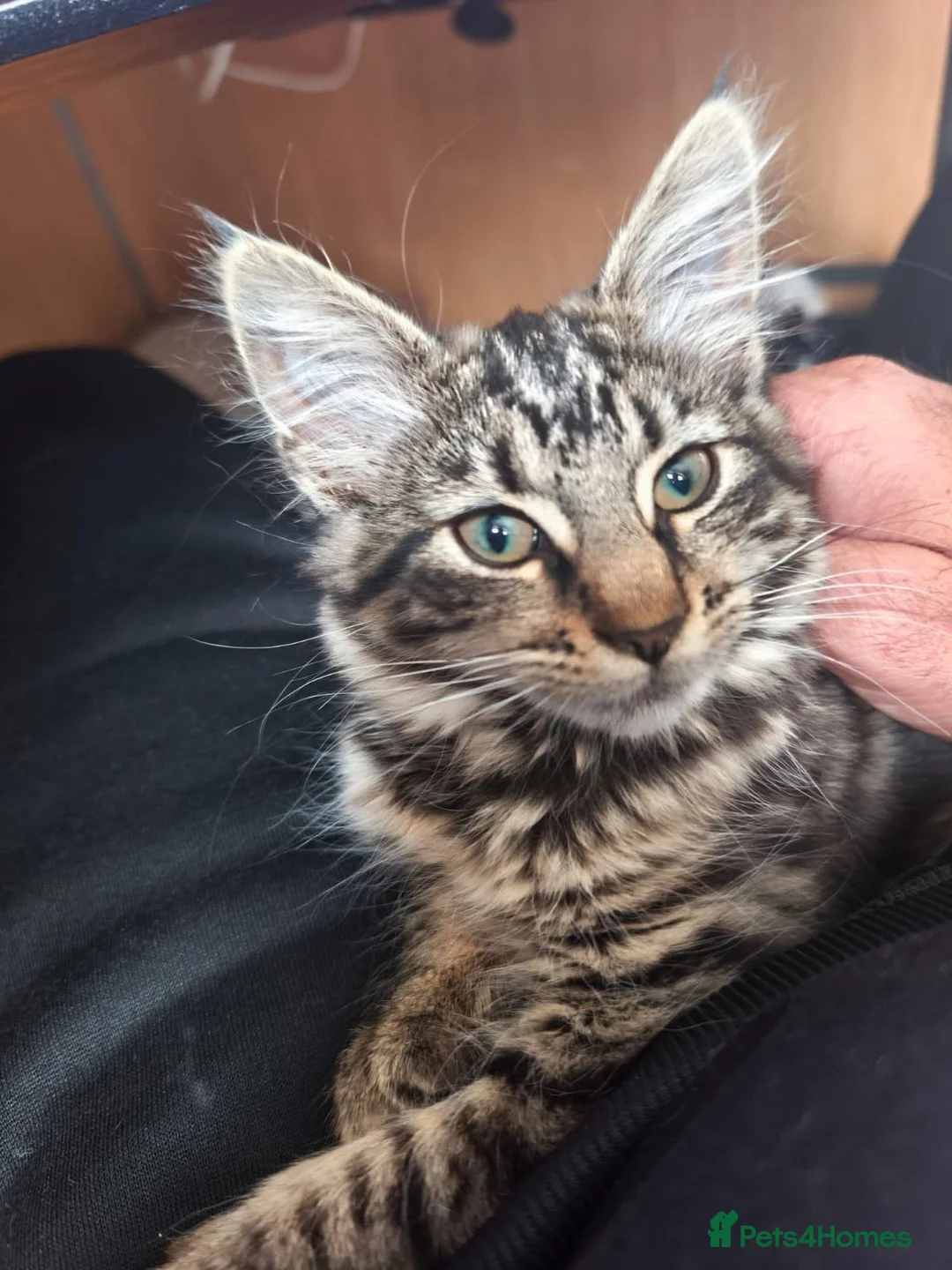 British Longhair cats for sale: Gorgeous fluffy hair cat - Advert 3