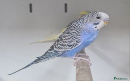 Budgerigars birds for sale: Beautiful Budgies - Image 7