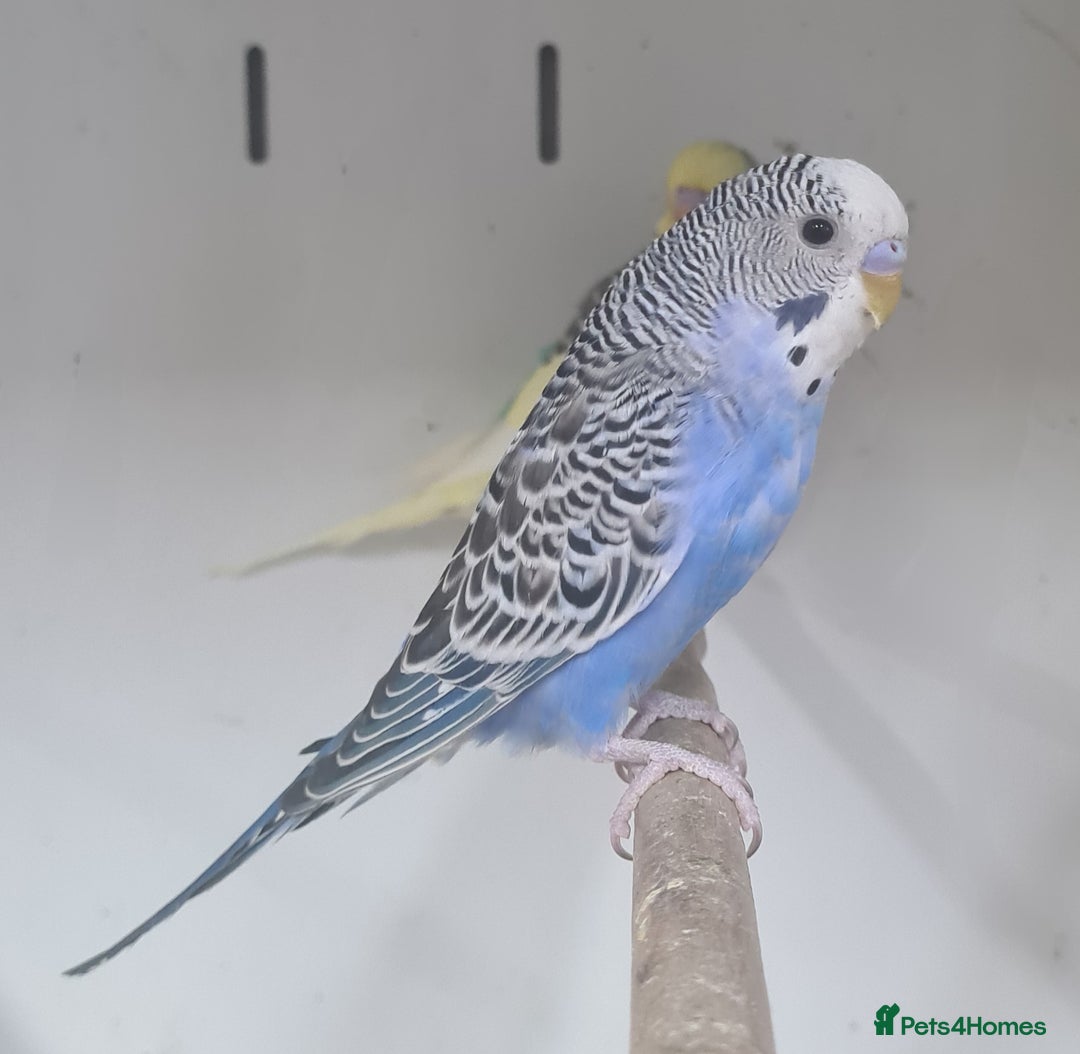 Budgerigars birds for sale: Beautiful Budgies - Image 7