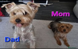Yorkshire Terrier dogs for sale: 💕🐾Adorable PEDIGREE YORKSHIRE TERRIER Pups🐾💕  - Image 6