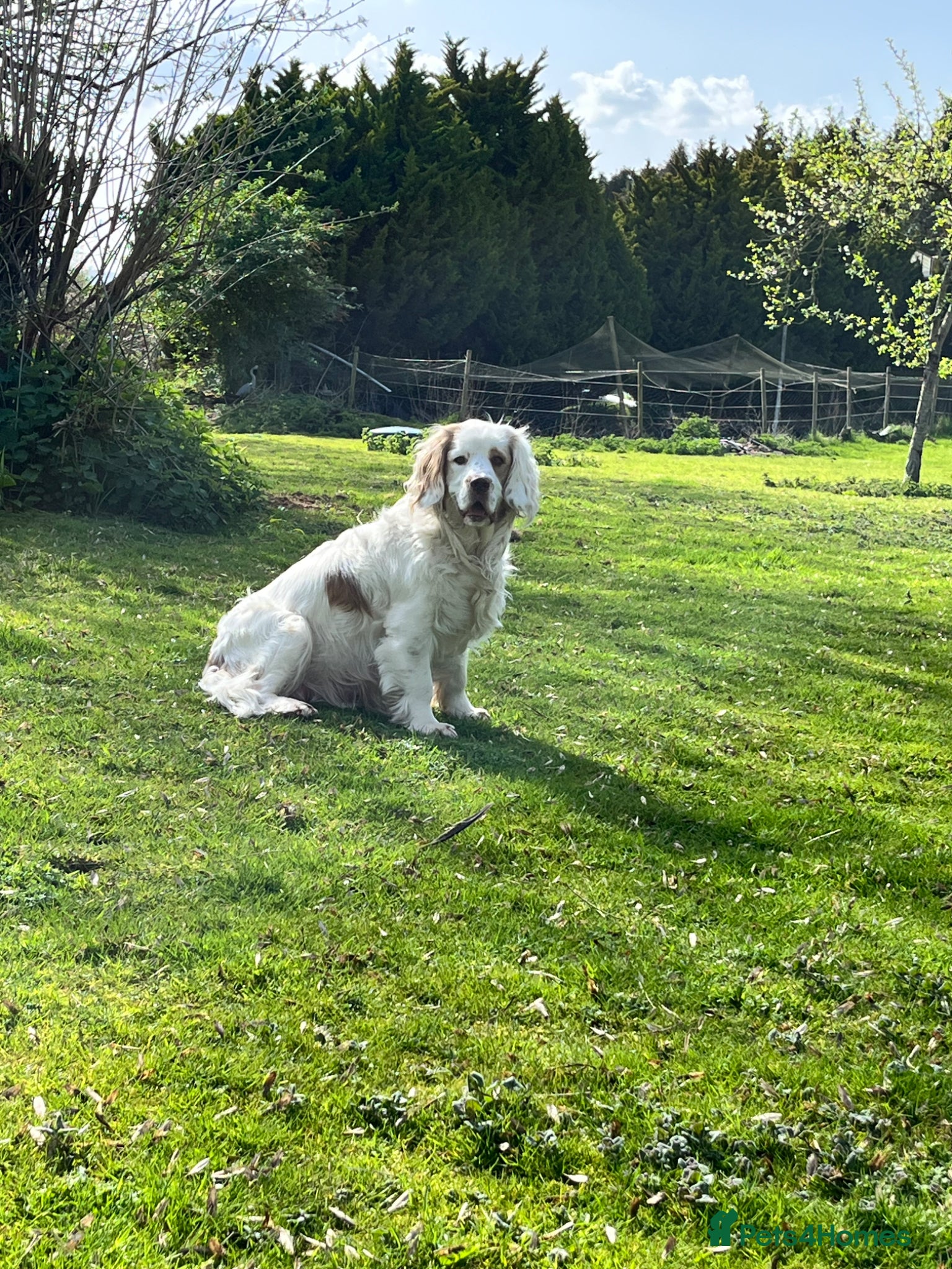 Clumber Spaniel dogs Clumber spaniel puppies for sale - Advert 1
