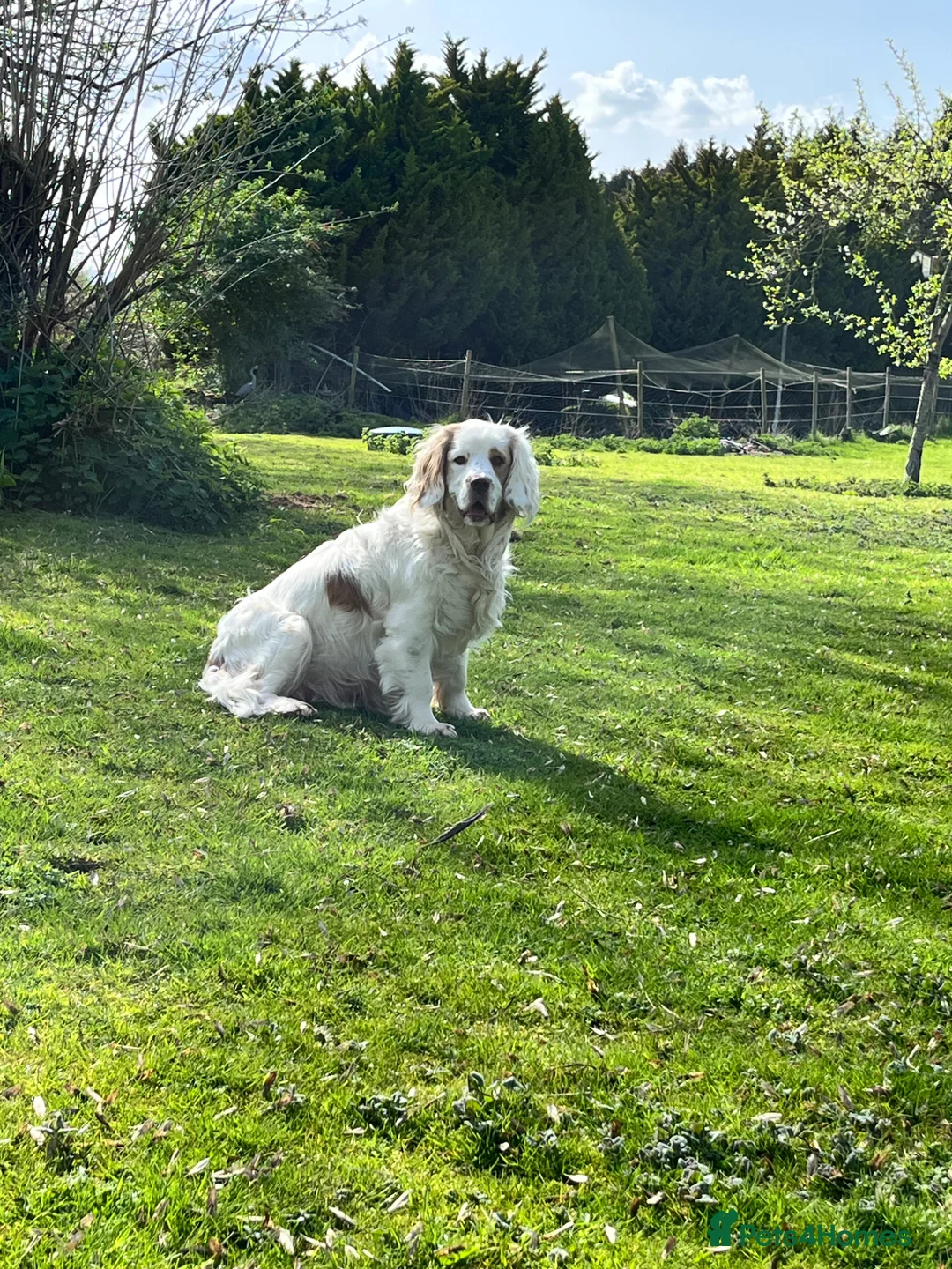 Clumber Spaniel dogs for sale: Clumber spaniel puppies for sale in Newton Abbot - Advert 1