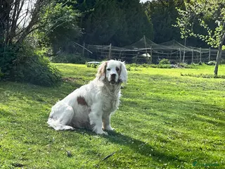 Clumber Spaniel dogs Clumber spaniel puppies for sale - Advert 1