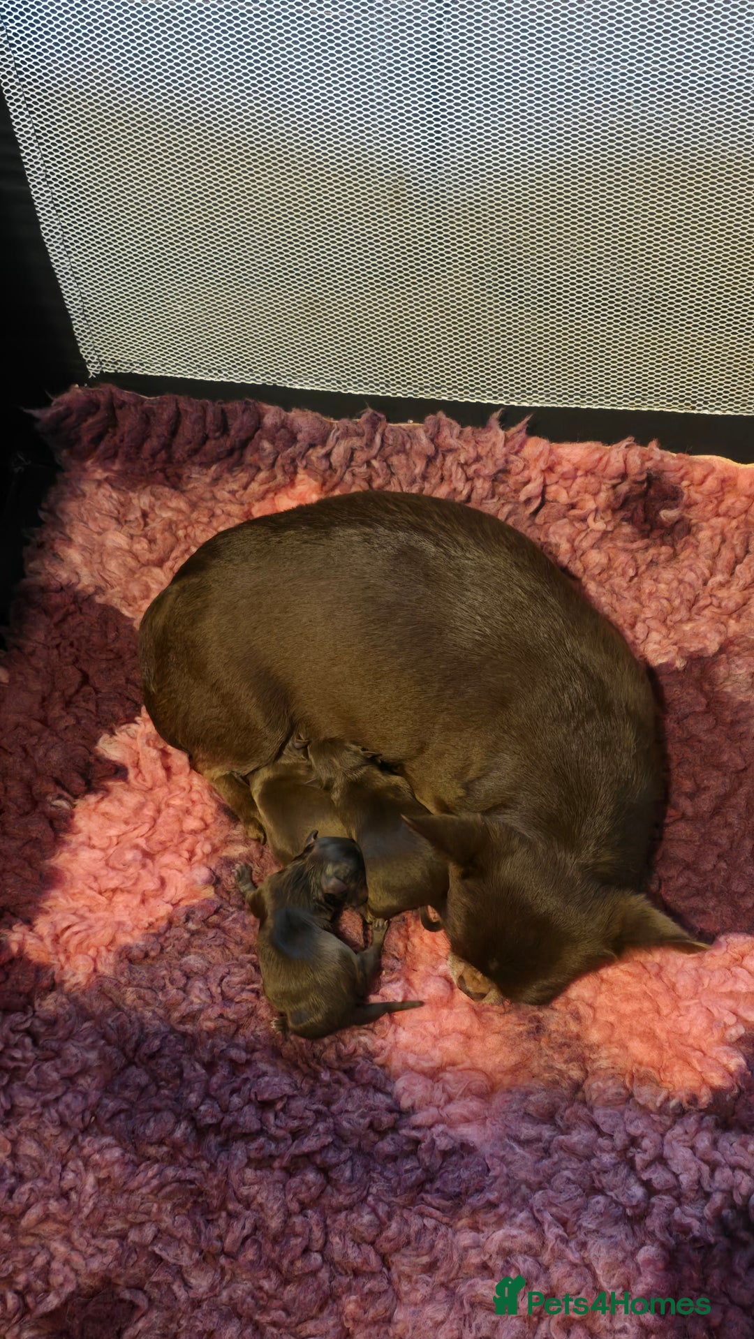 Chihuahua dogs for sale: XxQuality Chihuahua Chocolate Thai breeding pupsXx - Advert 5