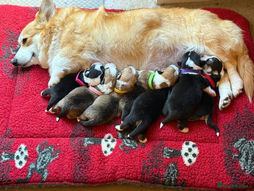 Welsh Corgi Pembroke dogs for sale: Quality Corgi puppies available to loving homes - Image 1