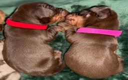 Miniature Dachshund dogs for sale: ‼️‼️Miniature Dachshund Puppies ‼️‼️ - Image 9