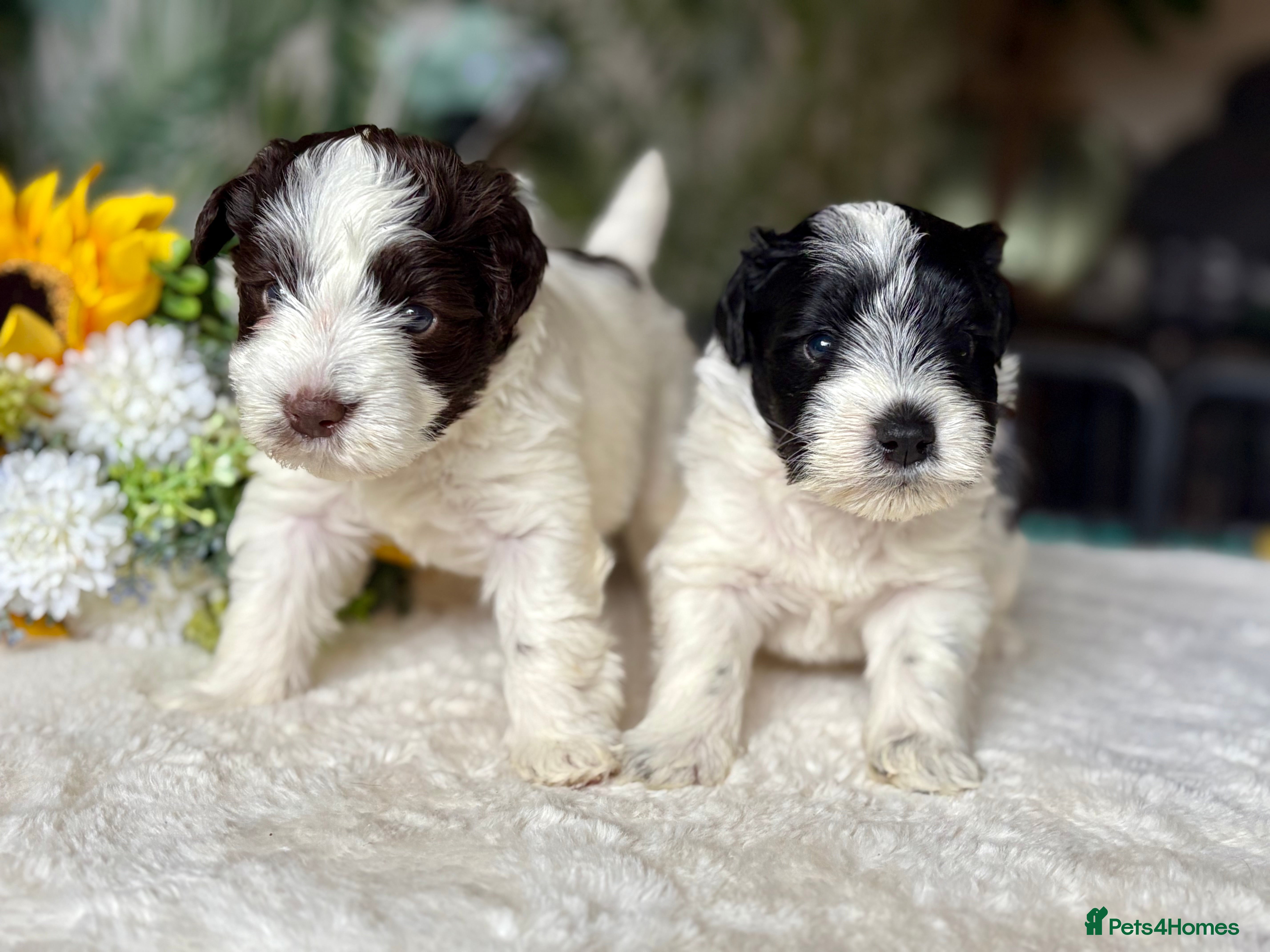 Miniature Schnauzer dogs 🩷KC Chocolate Parti💙Black & White Mini Schnauzer - Advert 2