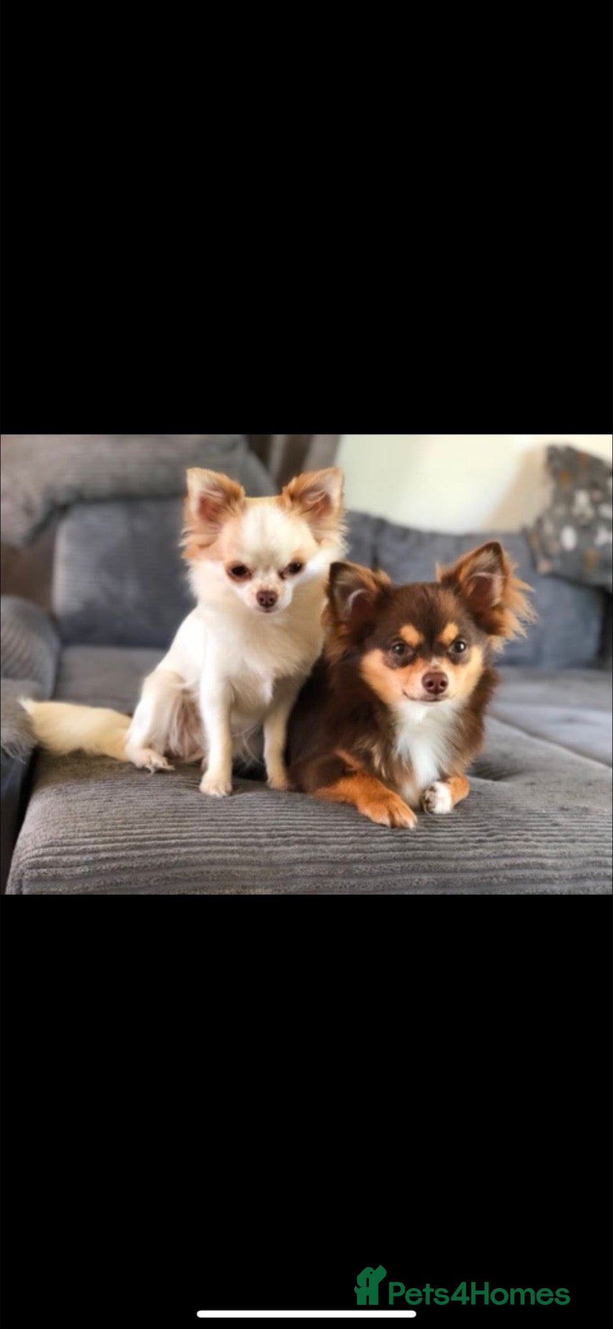 Chihuahua dogs Gorgeous chihuahua puppies - Advert 1