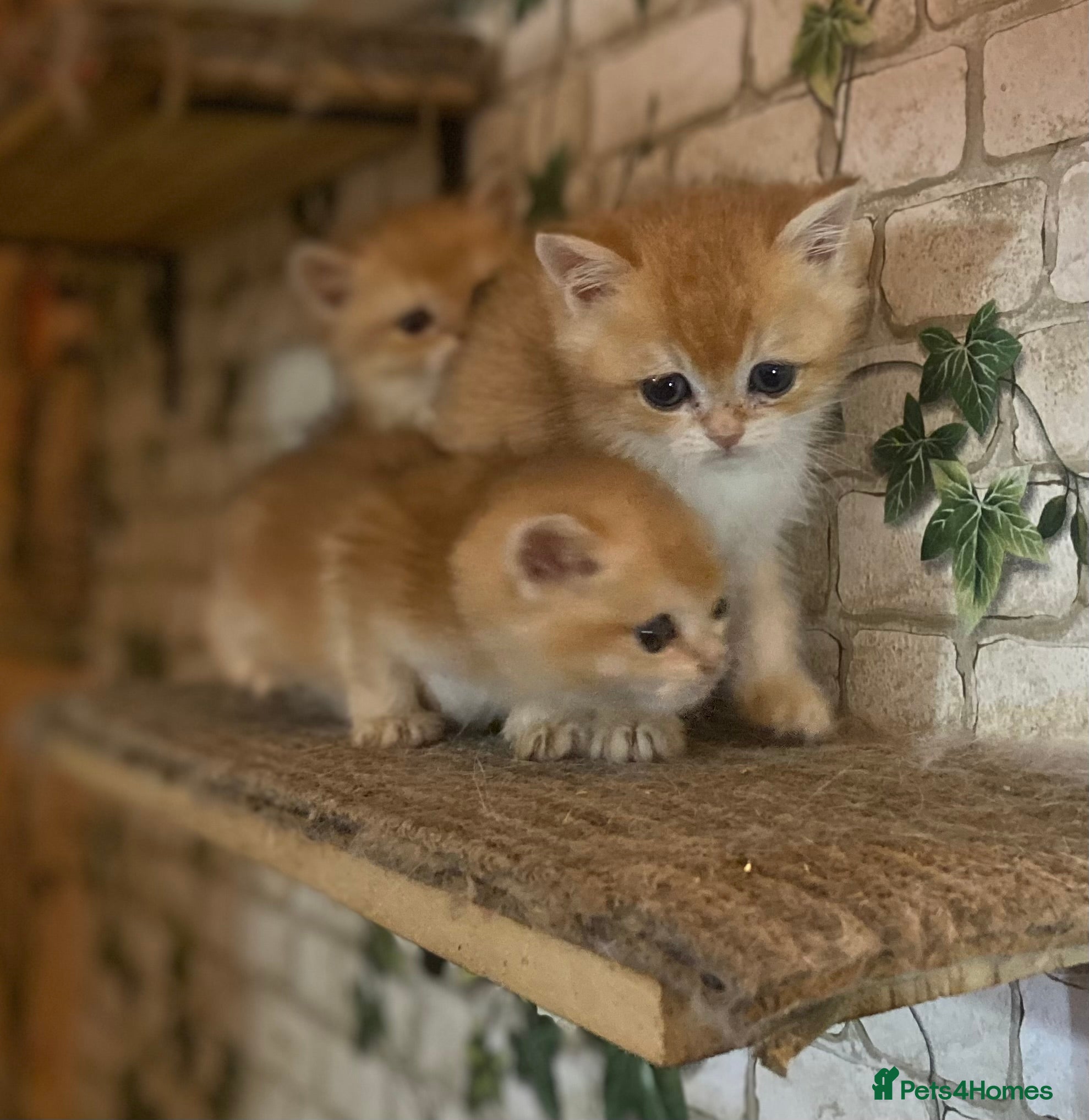 British Shorthair cats Full Pedigree Golden tipped British Shorthair - Advert 3