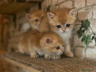 British Shorthair cats Full Pedigree Golden tipped British Shorthair - Advert 14