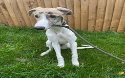 Lurcher dogs for sale: COLLIE WIPPET X SALUKI GREYHOUND PUP LAST ONE - Advert 2