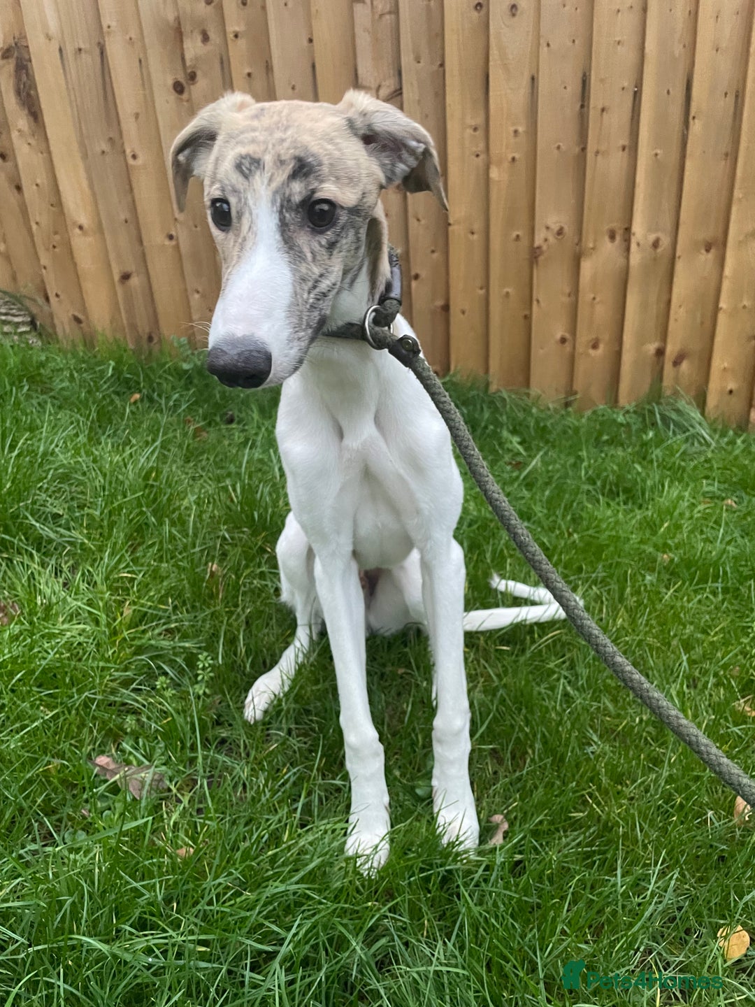 Lurcher dogs for sale: COLLIE WIPPET X SALUKI GREYHOUND PUP LAST ONE - Advert 2