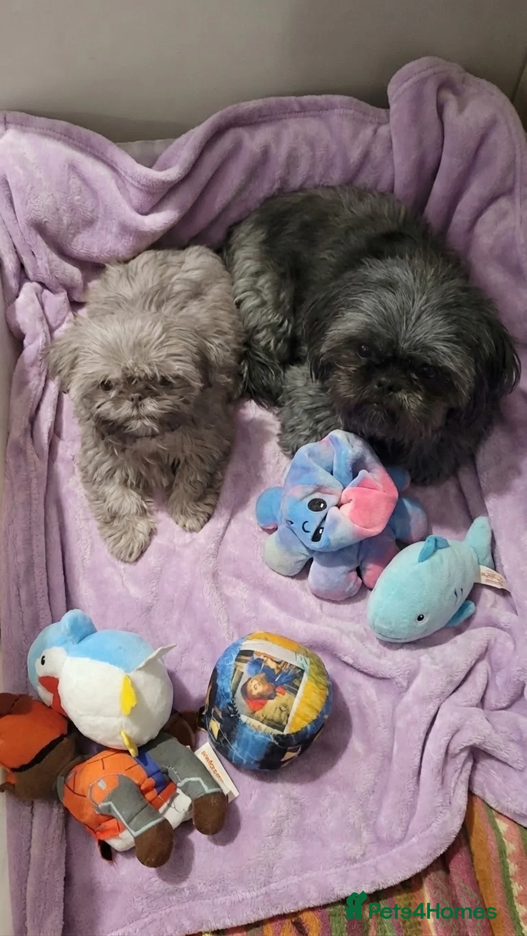 Shih Tzu dogs for sale: Rare Lilac imperial shihtzu pup - Advert 2