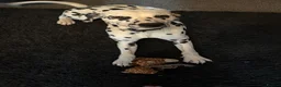 Dalmatian dogs for sale: Beautiful 2-Year-Old Male Dalmatian  - Advert 5
