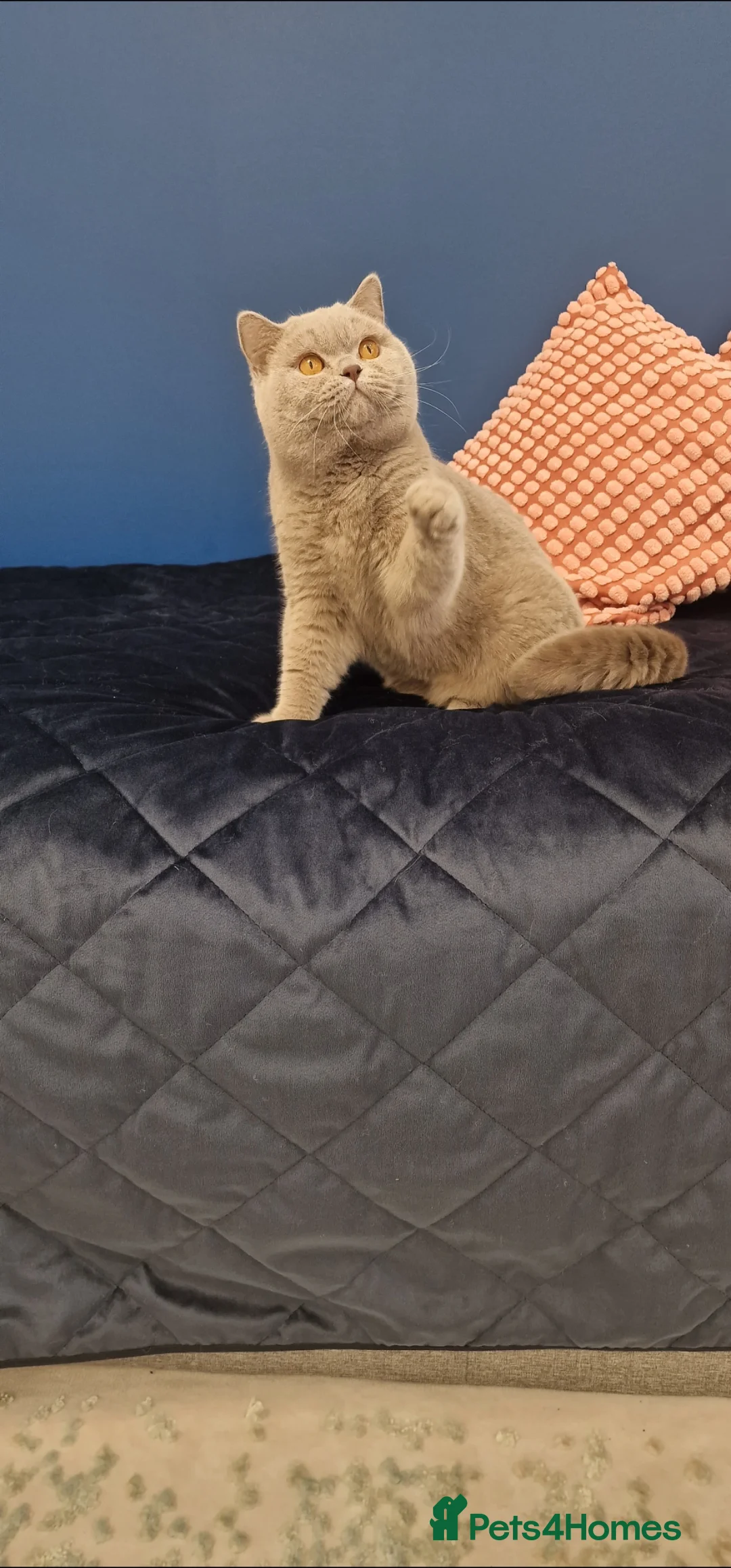 British Shorthair cats for stud: 🌟Exclusive Import ⭐World-Class Type🌟 - Advert 29