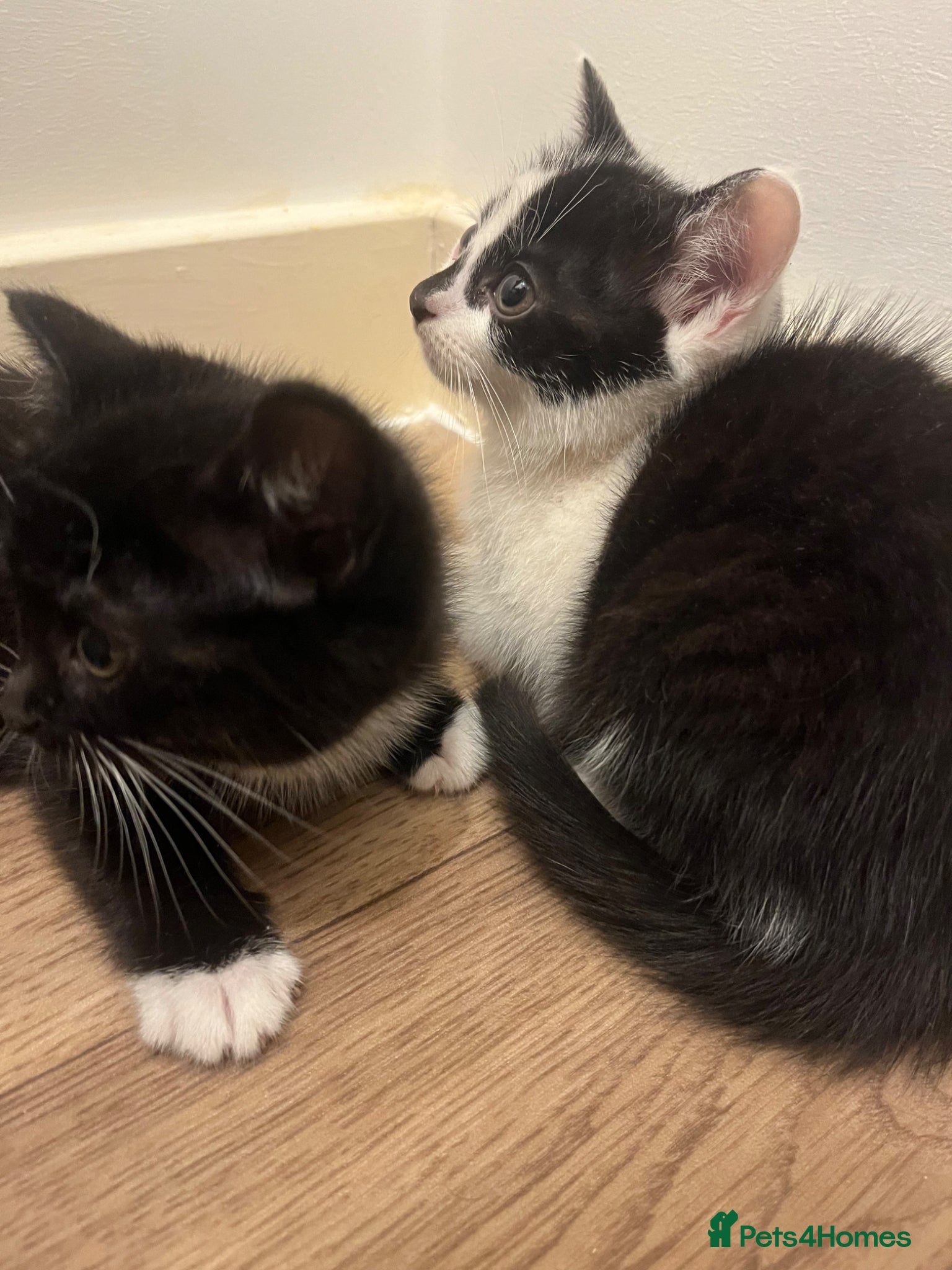 Mixed Breed cats READY NOW 2 kittens for sale - Advert 2