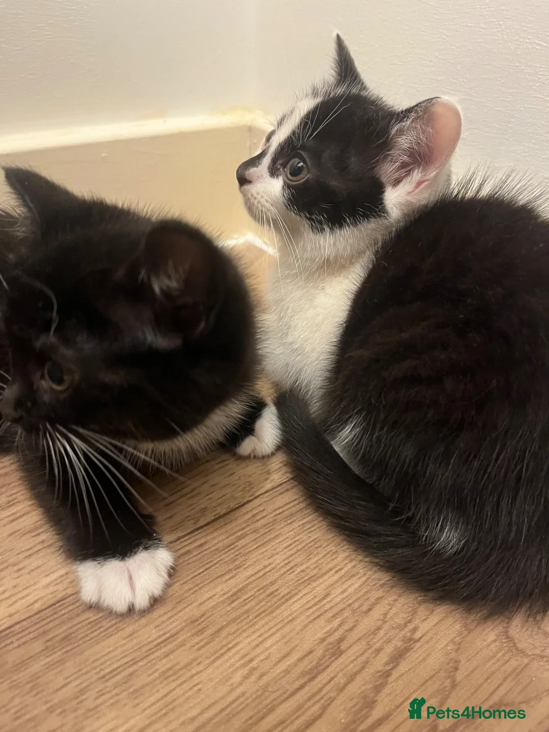 Mixed Breed cats for sale: READY NOW 2 kittens for sale - Advert 1