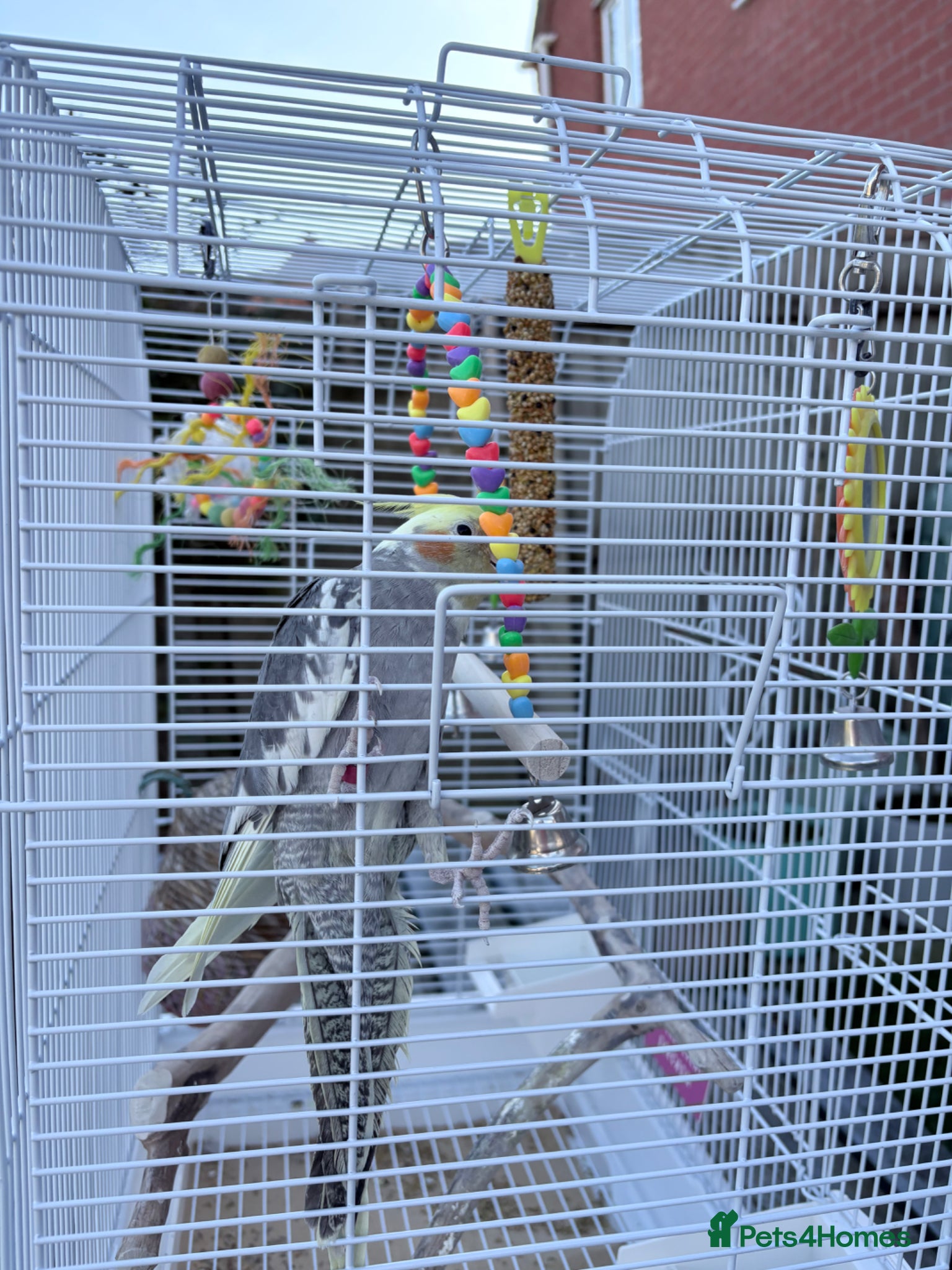 Cockatiels birds Ringed 10 month old male Cockatiel  - Advert 10