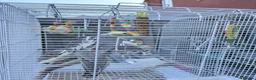 Cockatiels birds for sale: Ringed 10 month old male Cockatiel  in Stratford-upon-Avon - Advert 1