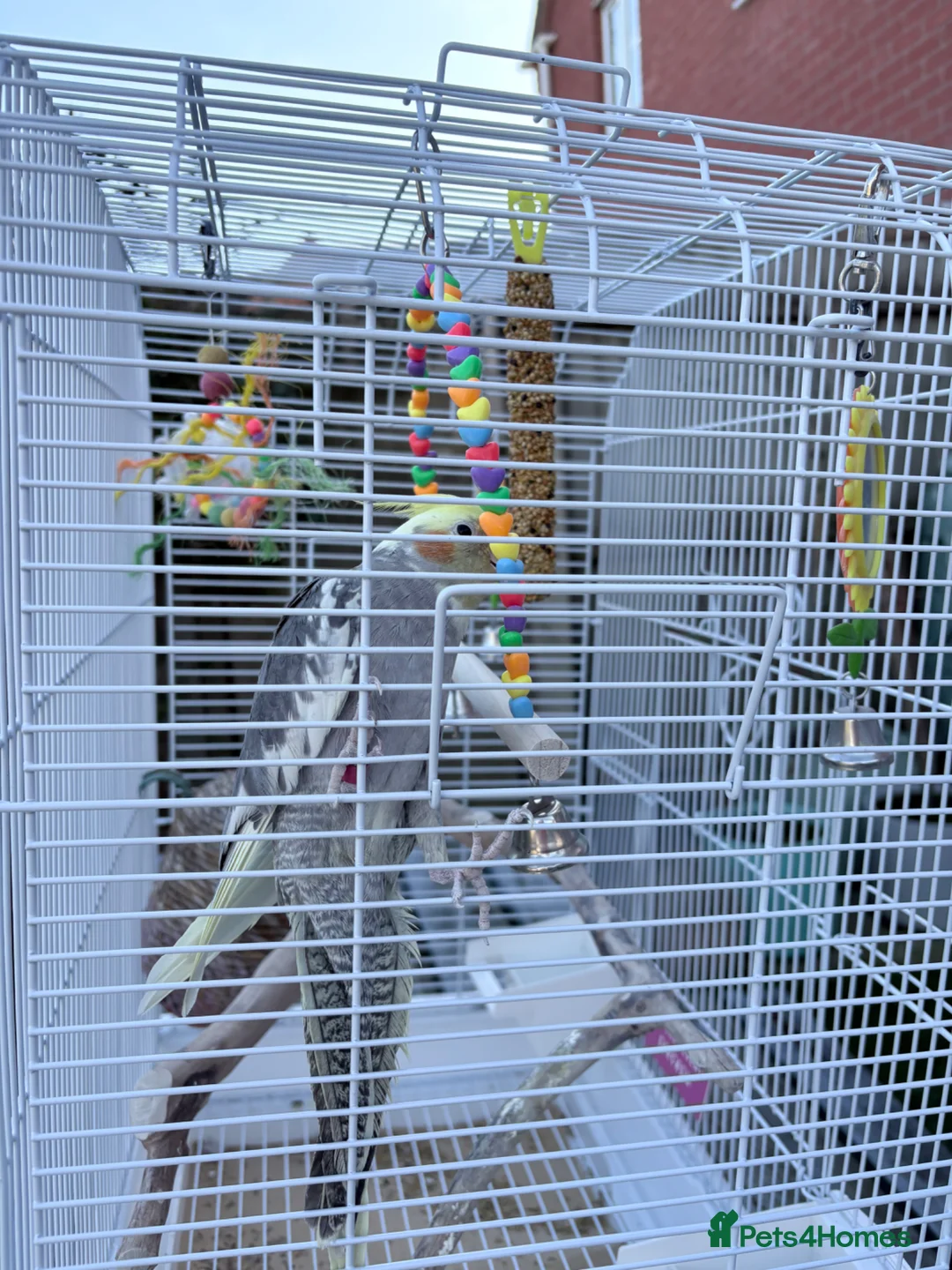 Cockatiels birds for sale: Ringed 10 month old male Cockatiel  in Stratford-upon-Avon - Advert 1