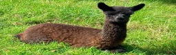 Alpaca livestock for sale: Special breeding  group of 10 stunning Alpaca in Llandovery - Advert 3