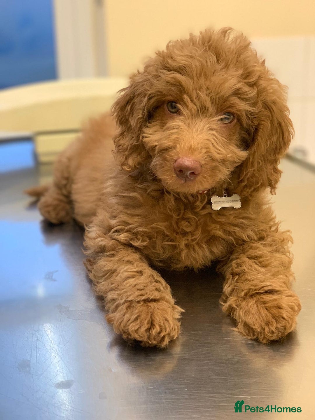 Australian Labradoodle dogs for sale: Extensively health tested Austrailian Labradoodles - Advert 29