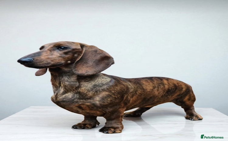 Dachshund dogs - Advert 1