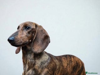 Dachshund dogs - Advert 7