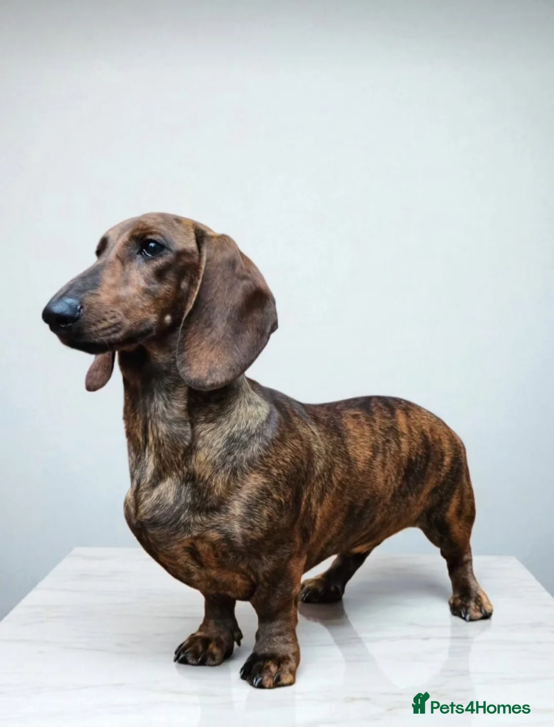 Dachshund dogs for stud: Standard dachshund  - Advert 3