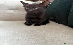 British Shorthair cats for sale: 4 kittens for sale - Image 12