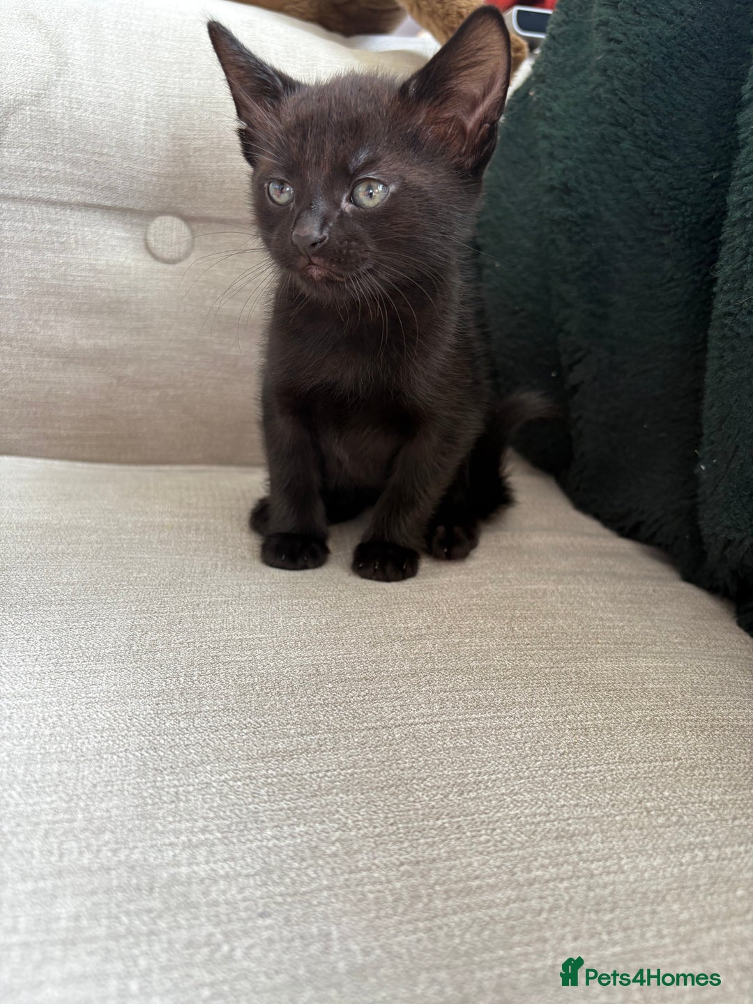 British Shorthair cats for sale: 4 kittens for sale - Image 12