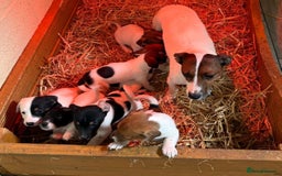 Jack Russell dogs for sale: Jack Russell puppy’s  - Image 2