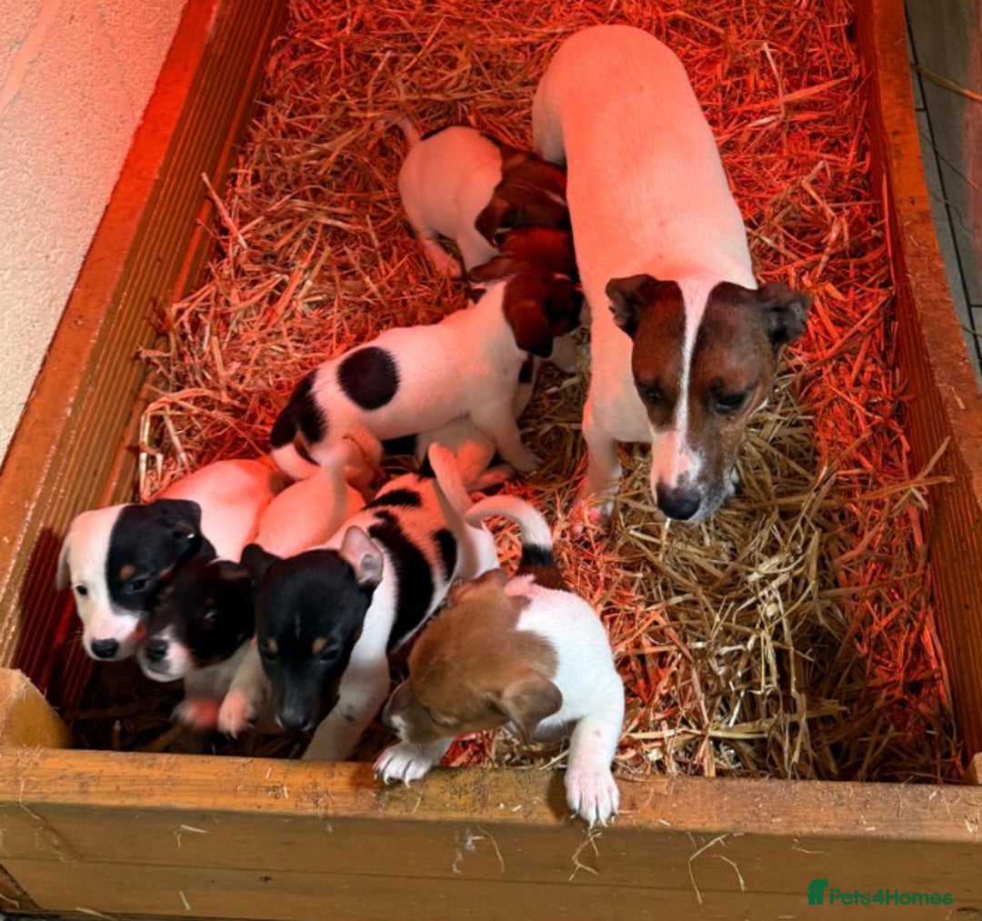 Jack Russell dogs for sale: Jack Russell puppy’s  - Image 2