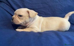 French Bulldog dogs for sale: 7 frenchies £500 to £800 each - Image 11