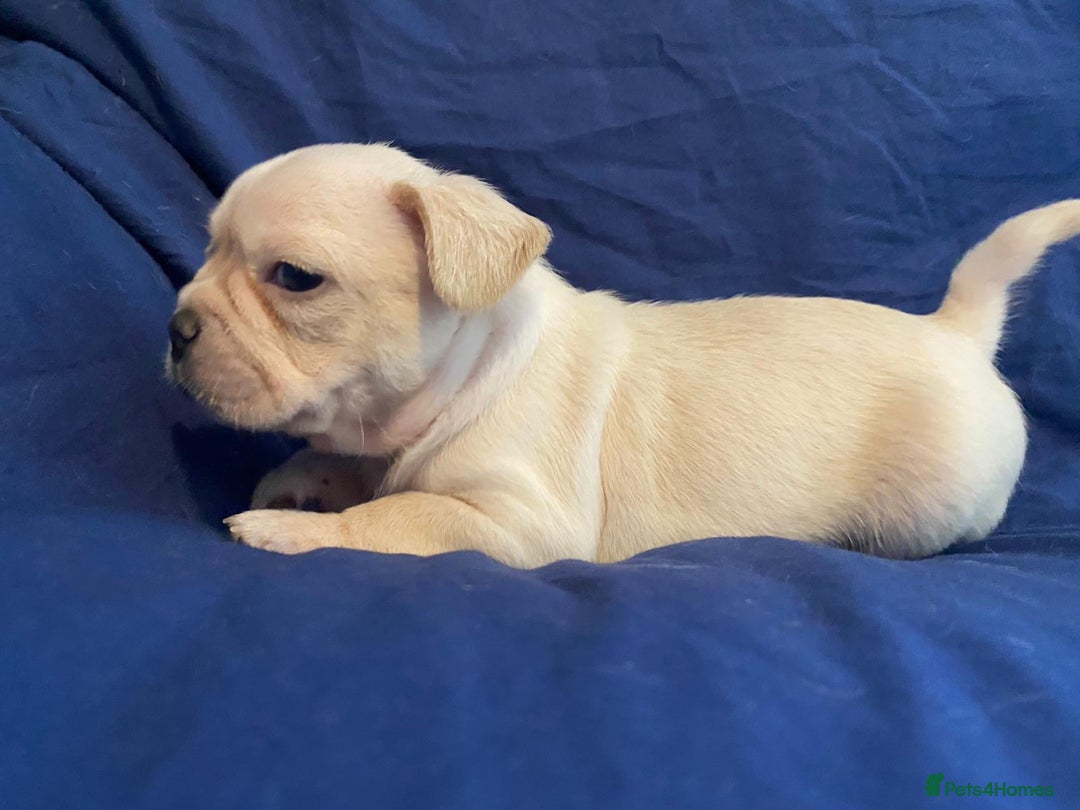 French Bulldog dogs for sale: 7 frenchies £500 to £800 each - Image 11