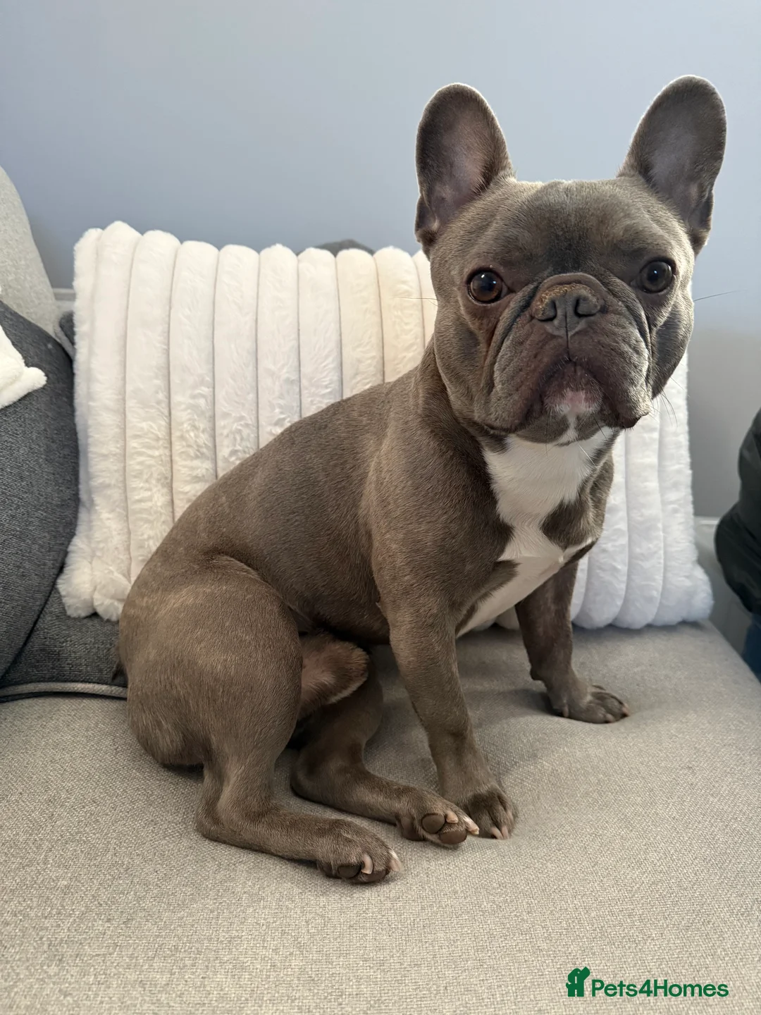 French Bulldog dogs for stud: Male French bulldog for stud.. ready now  in Swindon - Advert 1