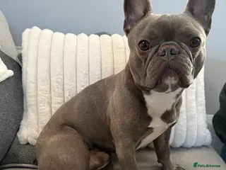 French Bulldog dogs Male French bulldog for stud.. ready now - Advert 1