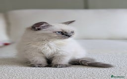British Shorthair cats for sale: 🐾 Gorgeous British Shorthair Kittens 🐾 Pointed! - Image 5