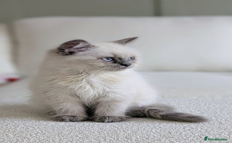 British Shorthair cats - Advert 5