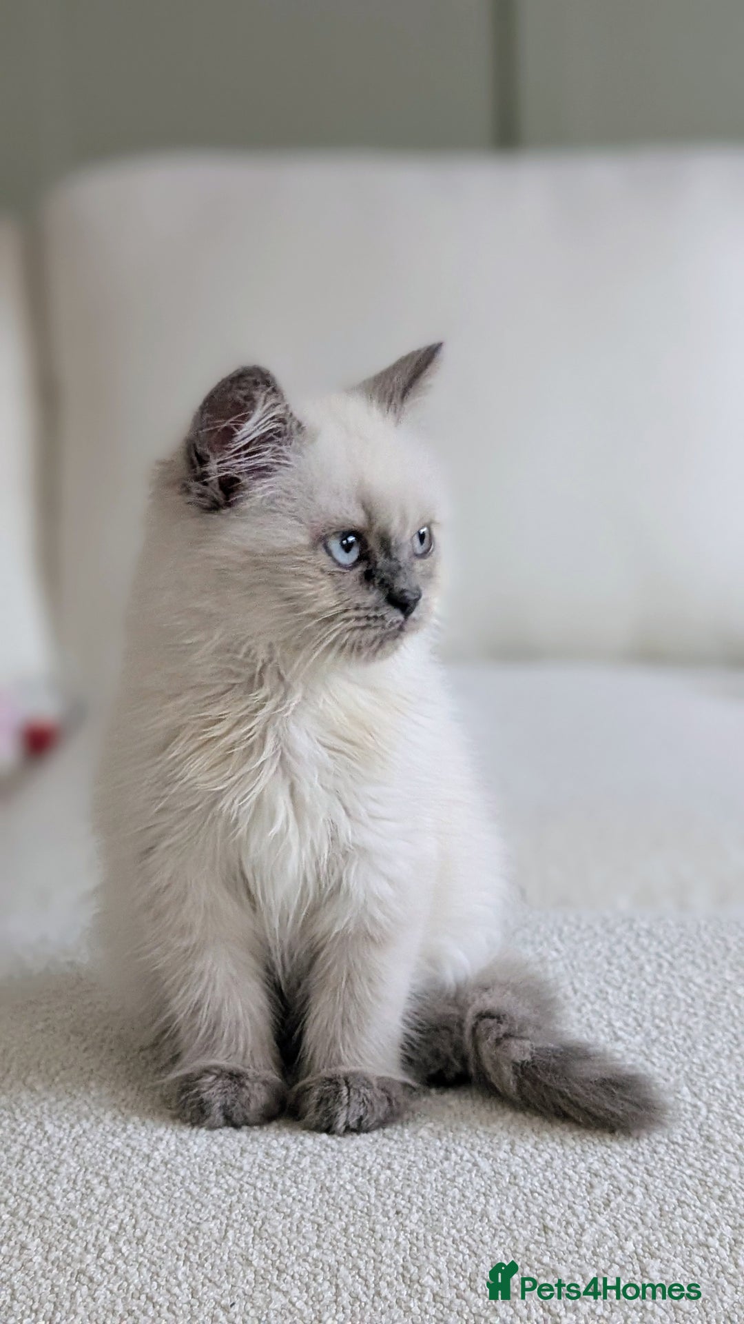 British Shorthair cats for sale: 🐾 Gorgeous British Shorthair Kittens 🐾 Pointed! - Image 5