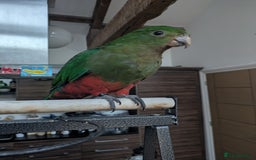 Parrots birds for sale: Australian King's parrot babies  - Image 9