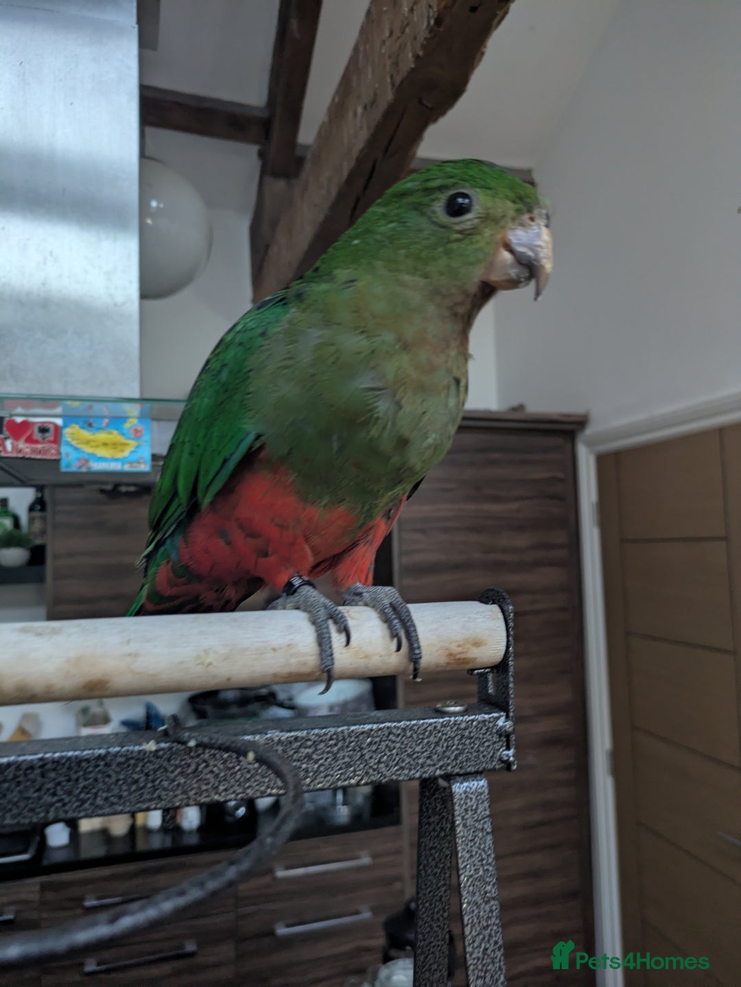 Parrots birds for sale: Australian King's parrot babies  - Image 9