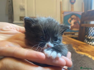 Mixed Breed cats Beautiful Sweet Kittens - Advert 1