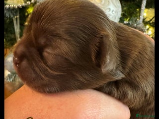 Chihuahua dogs Kc reg chocolate and lilac LC quality puppies - Advert 4