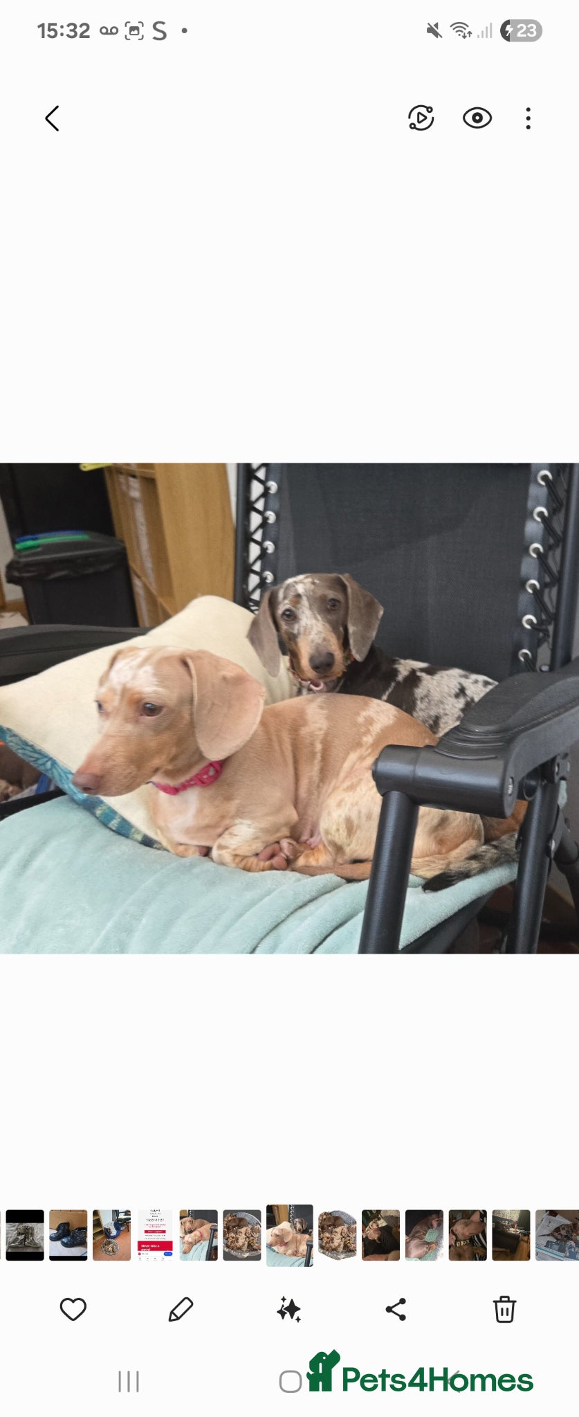 Miniature Dachshund dogs Adorable miniature Dachshund puppies - Advert 4