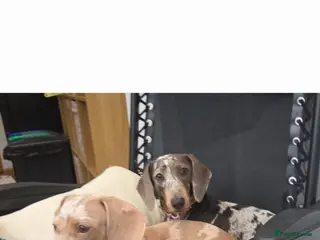 Miniature Dachshund dogs Adorable miniature Dachshund puppies - Advert 8