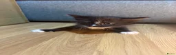 Korat cats for sale: Kittens Looking for Their Forever Homes - Advert 28